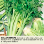 Apio lleno Blanco Pascal