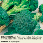 Brocoli verde calabrese