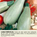 Calabacín temprano de Argelia