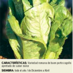 Lechuga romana larga verde