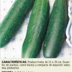 Pepino marketmore 70 1/2 largo