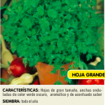 Perejil gigante de Italia