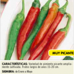 Pimiento guindilla de cayenne rojo