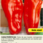 Pimiento largo de Reus