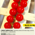 Tomate mini bell (Cherry)