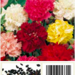 Clavel chabaud variado