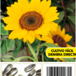 Girasol enano amarillo