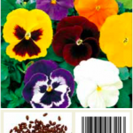 Pensamiento gigante variado