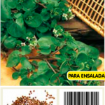 Berro manantial nasturtium