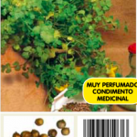 Cilantro coriandrum sativum