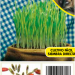 Hierba para gatos graminea