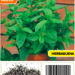 Menta spicata (hierbabuena)