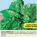 Espinaca gigante de invierno