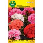Geranio zonale variado